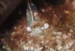 The cleaning shrimp Cuapetes sp. saying "Hi" and smiling ... by E&e Lp 
